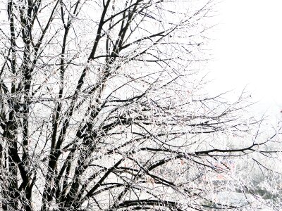 Cold nature frost