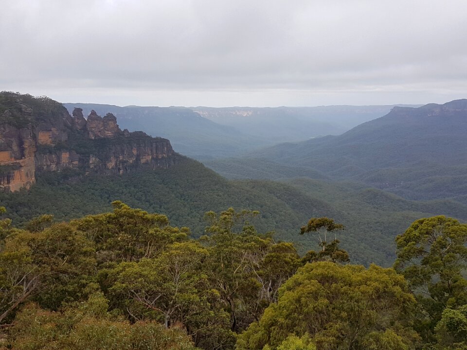 Forest landscape eucalyptus