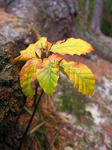 Forest small leaf