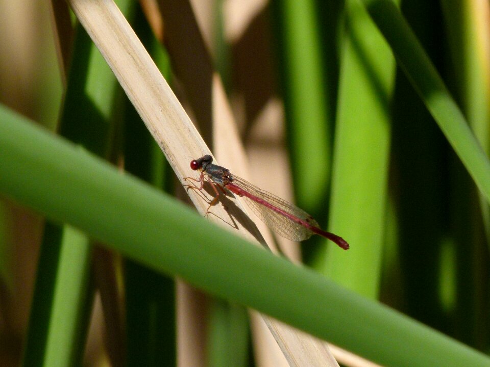 Juncos juncal wetland
