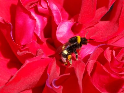 Close up insect animal