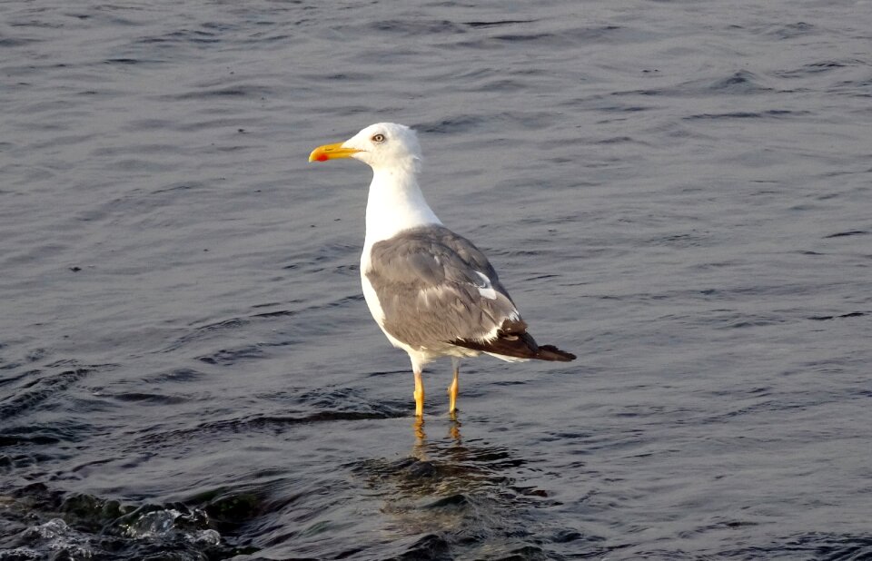 Heuglin's gull siberian gull larus fuscus heuglini