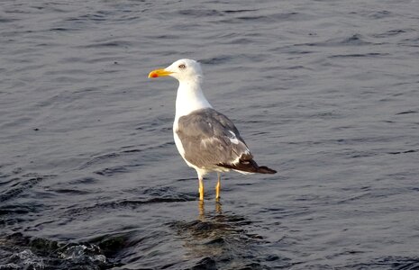 Heuglin's gull siberian gull larus fuscus heuglini photo