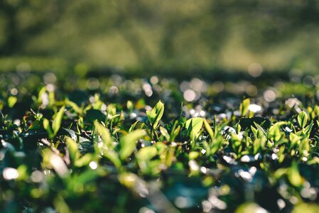 The hill tea moc chau vietnam photo