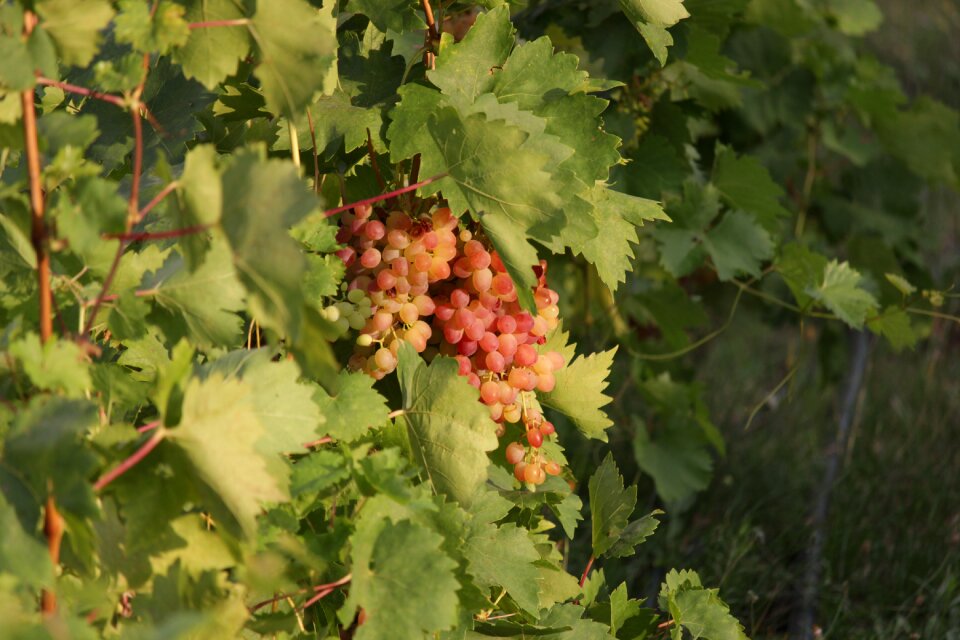 Grapes garden harvest