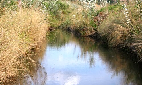 Natural grass landscape nature photo