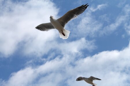 Seagull bird sky photo