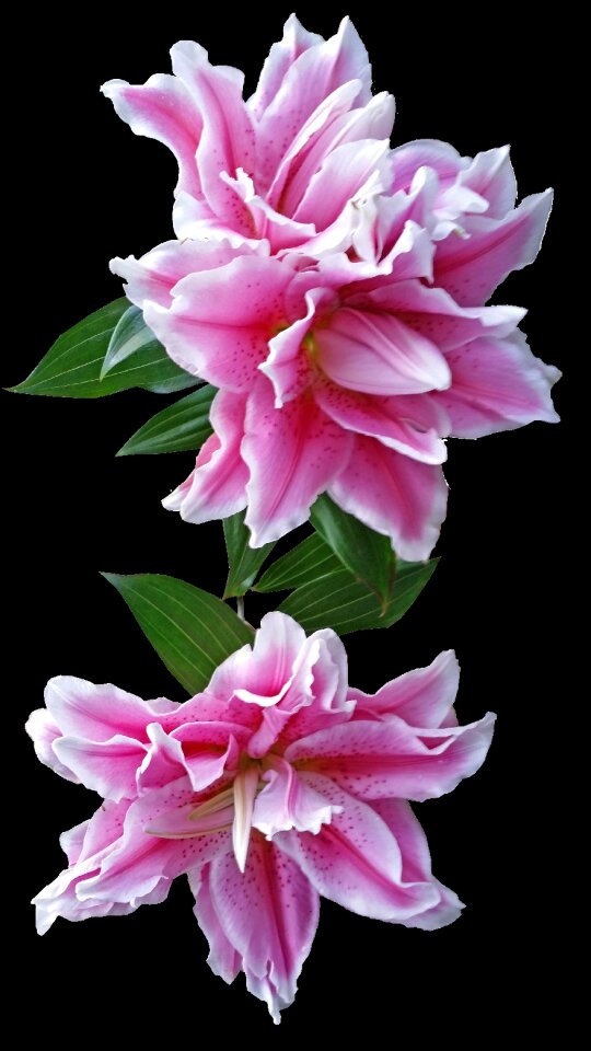 Pink garden nature