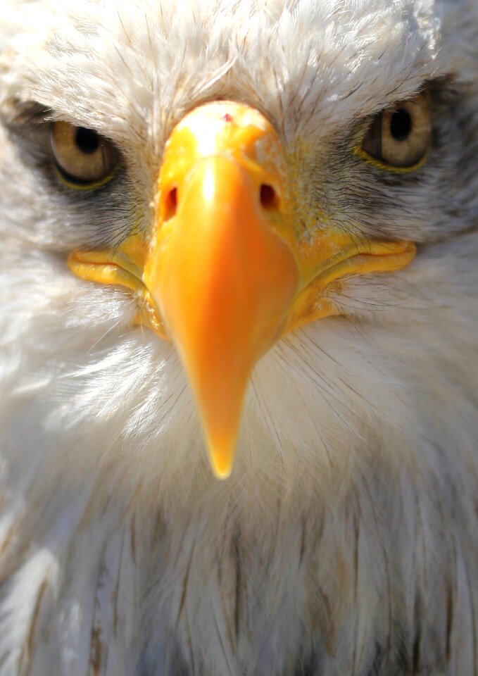 Head bird of prey bill