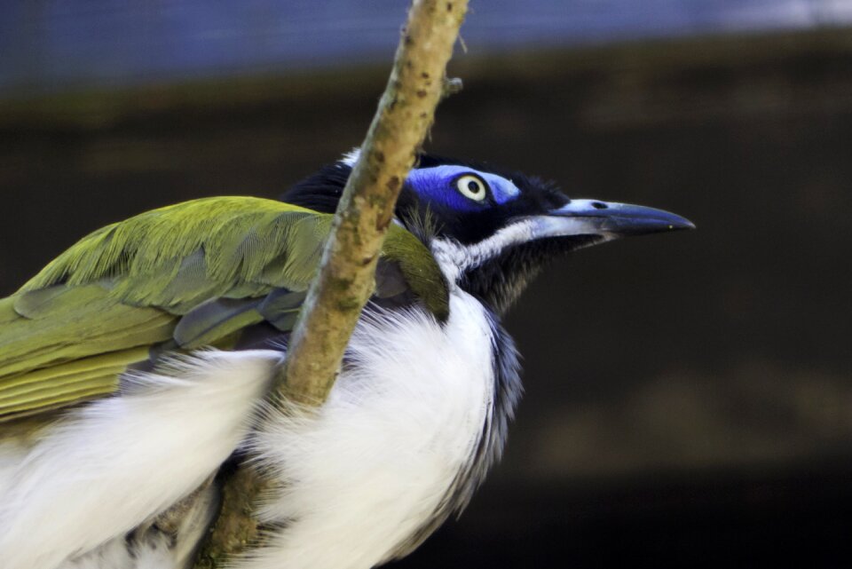 Birds colored feathers nature