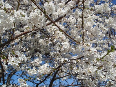 Trees white spring