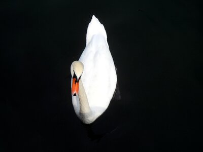 Swan water white