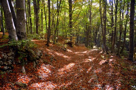 Trail mountain the european path photo