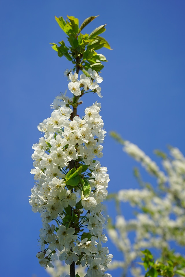 Cherry tree white branch