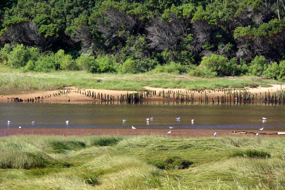 River water courses seagulls