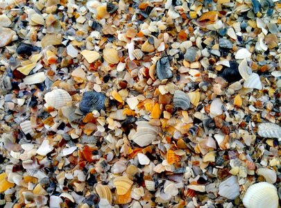 Sea sand seashells