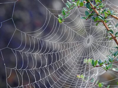 Canvas spider web spider