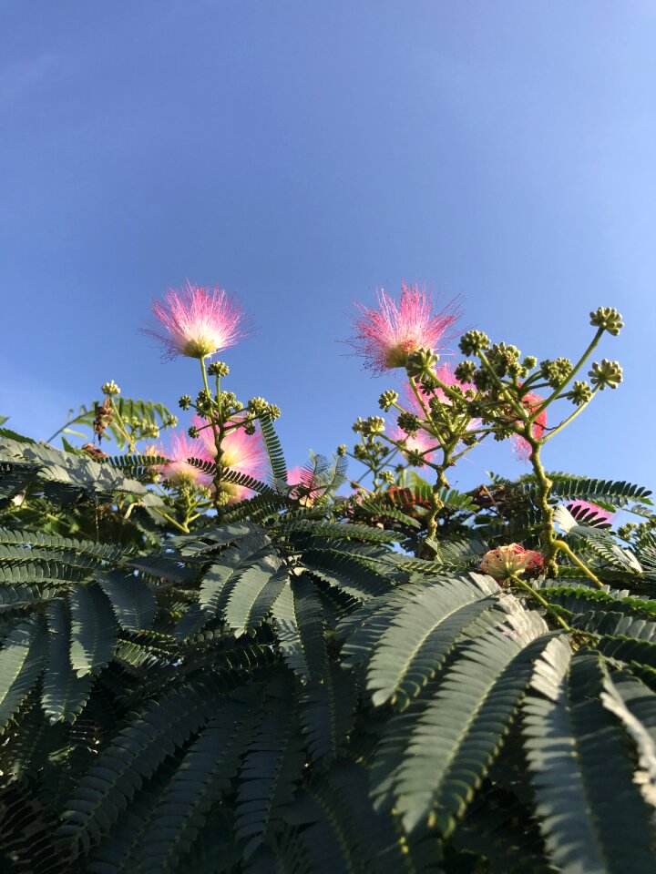 Pink flowers nature garden