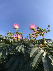 Pink flowers nature garden
