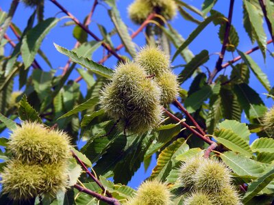 Curly autumn chestnut