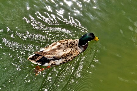 Water bill beak photo