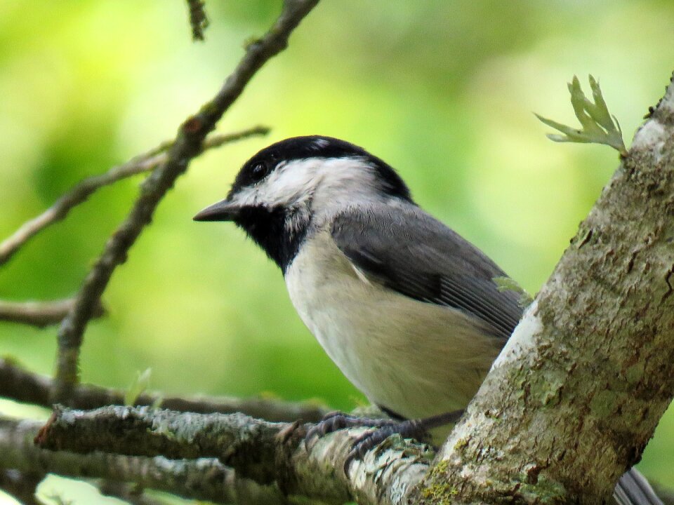 Chickadee wildlife