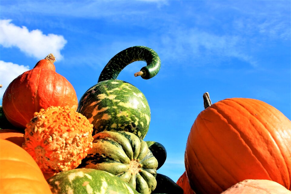 Vegetables autumn sky