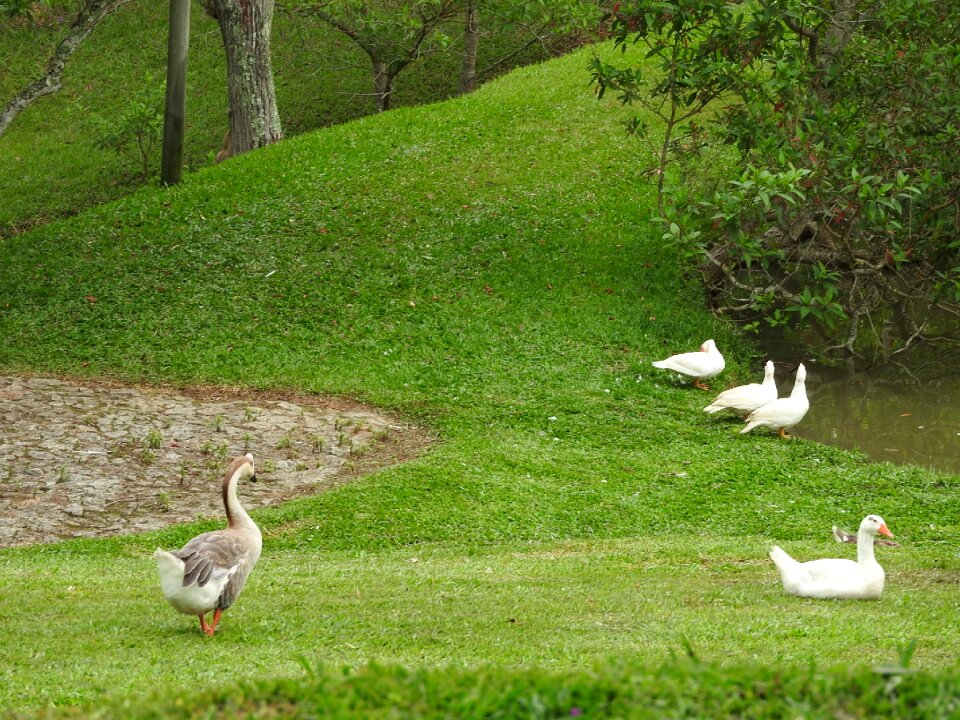 Ducks geese farm hotel