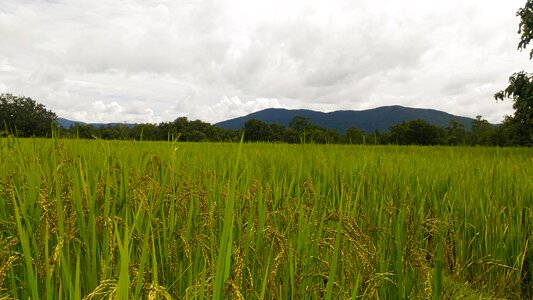 Rice tree rice sky