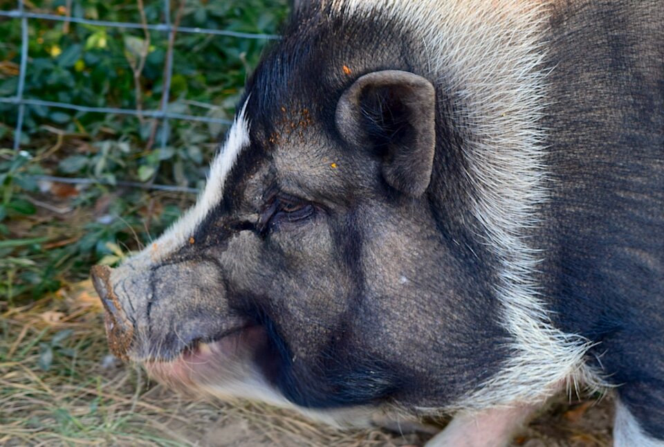 Profile farm animal