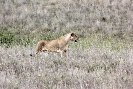 Lion wild life photo