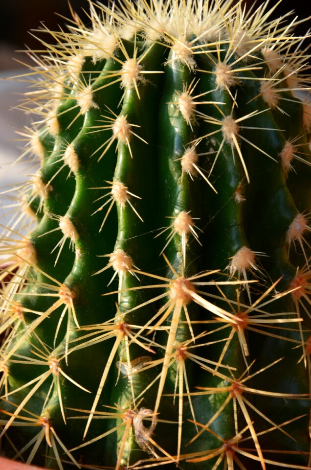 Mini cactus succulent plant nature