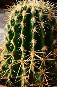 Mini cactus succulent plant nature photo