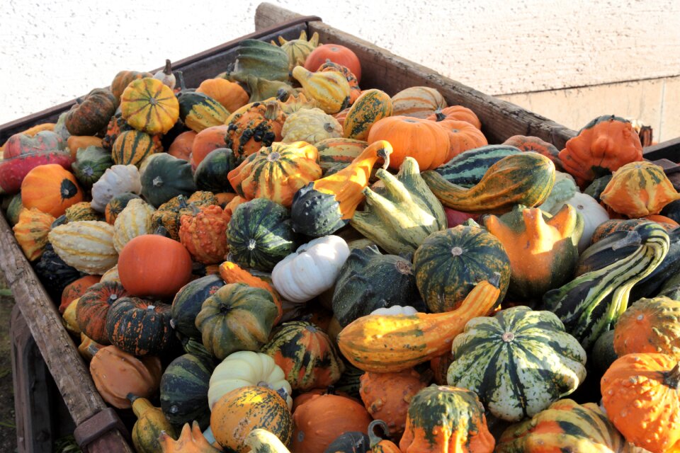 Autumn halloween pumpkins autumn photo