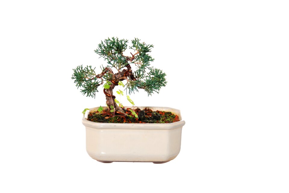 Tree plant trunk