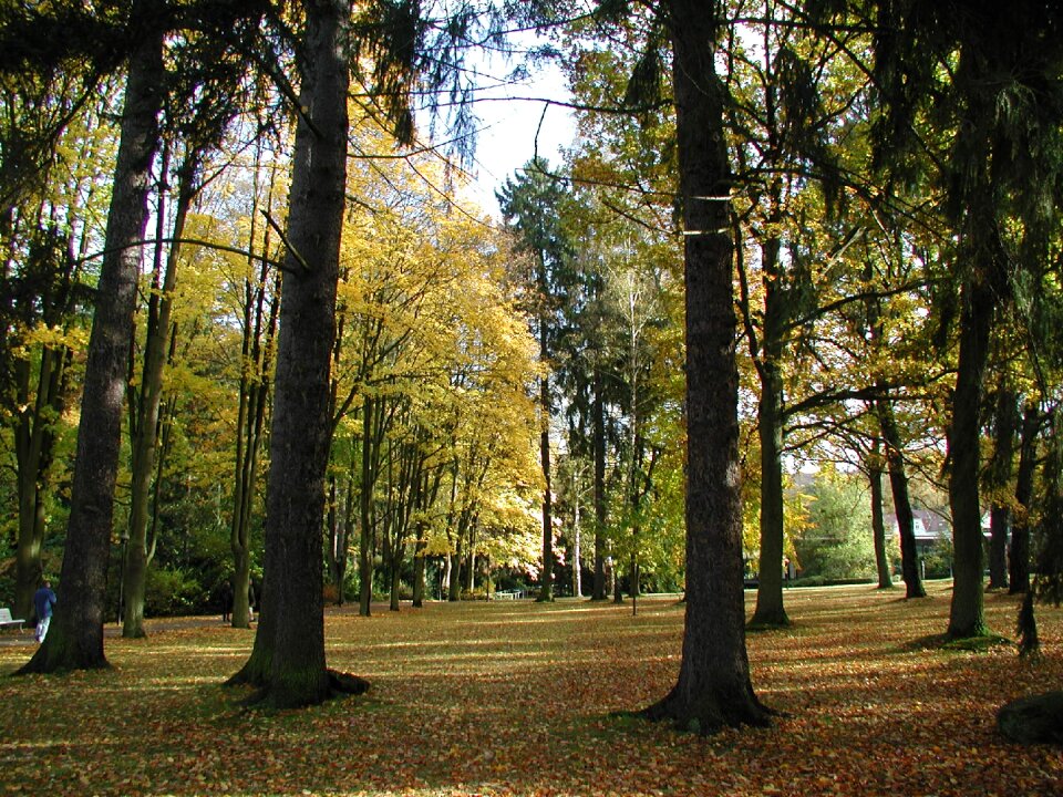 Golden autumn leaves fall foliage