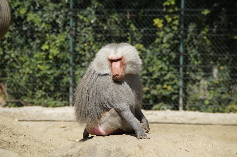 Furry grey back sit