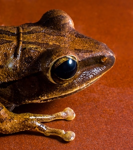 Anuran frog amphibians
