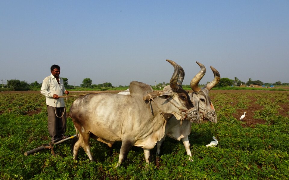 Furrowing cattle kankrej