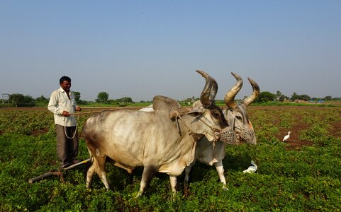 Furrowing cattle kankrej photo