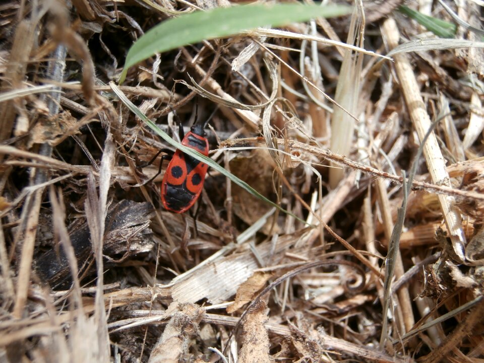 Insect garden macro