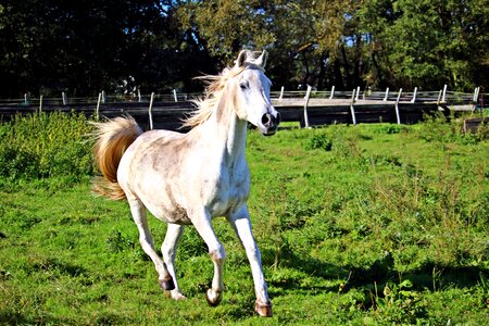 Thoroughbred arabian pasture coupling photo