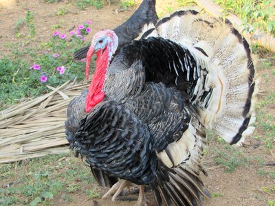 Animals feathers fauna