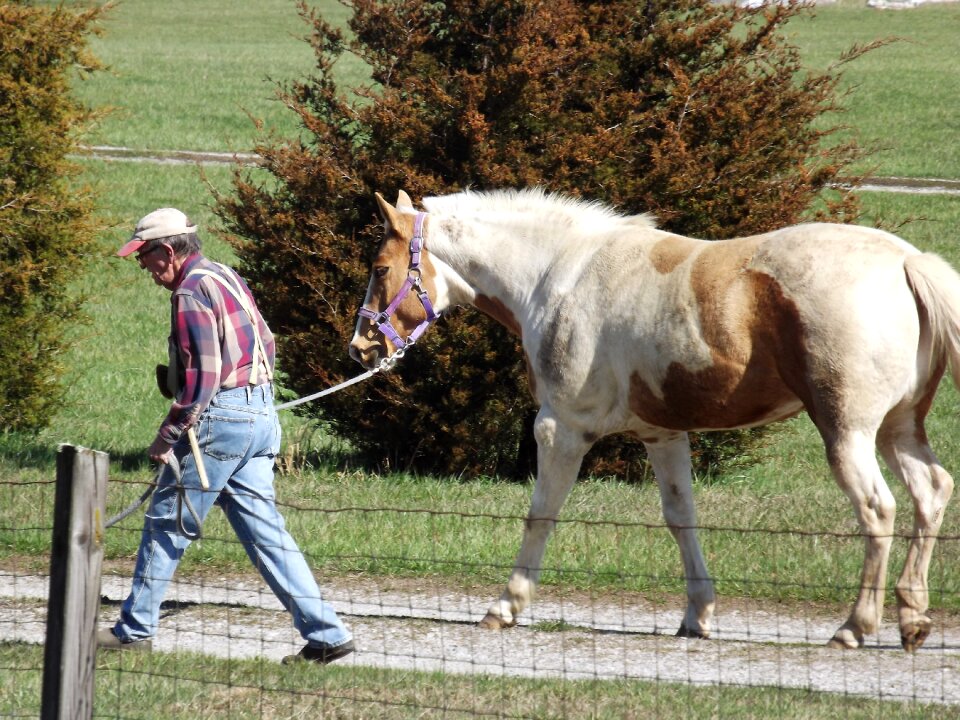 Farm outdoor breed