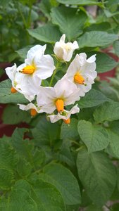 Flower potatoes white photo