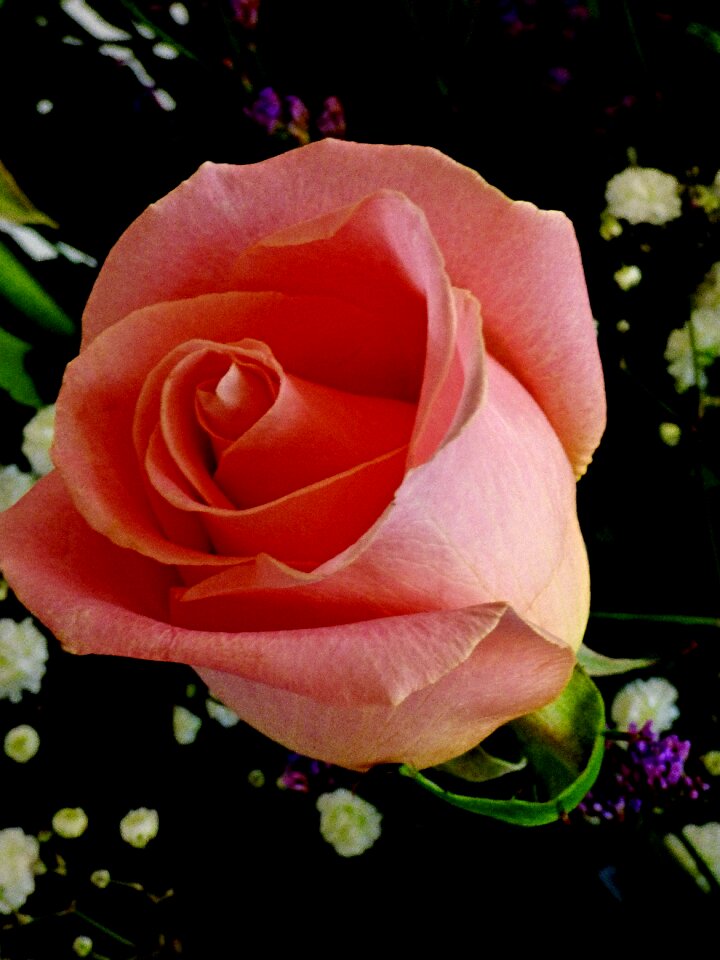 Pink bouquet pink flower
