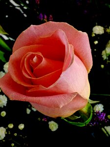 Pink bouquet pink flower
