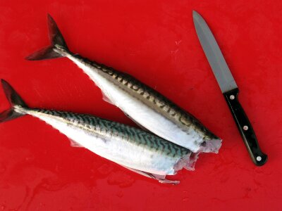 Fiskrensning cutting board mackerel photo