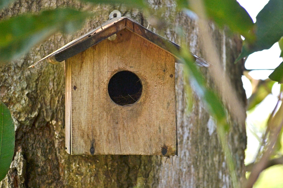 Articial bird nest magpie robin mawanella