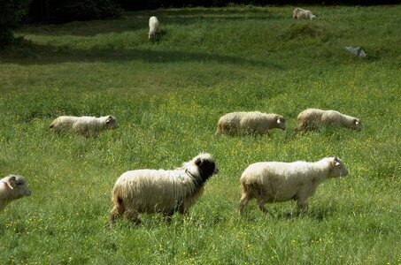 Pasture land animal holiday photo